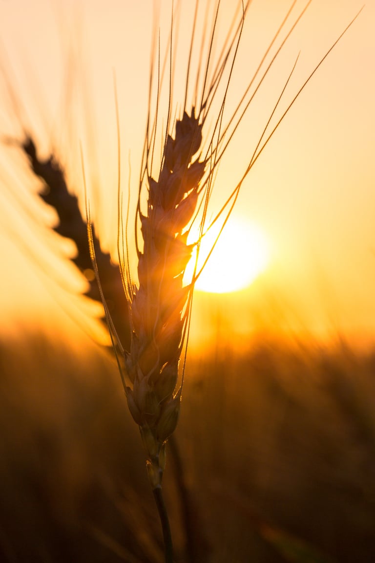 agriculture crop